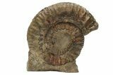 Jurassic Ammonite (Stephanoceras) Fossil - England #216643-2